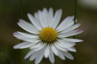 Close-up of white daisy blooming outdoors