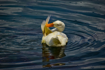 Beautiful white duck during cleaning in a lake.