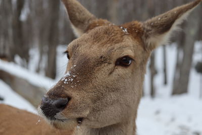 Close-up of a deer