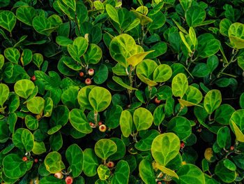 Full frame shot of fresh green plants