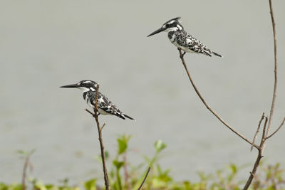 Bird perching on a plant