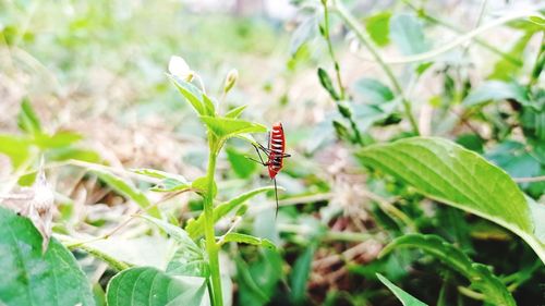 Close-up of butterfly pollinating on leaf