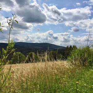 Scenic view of grassy field against sky