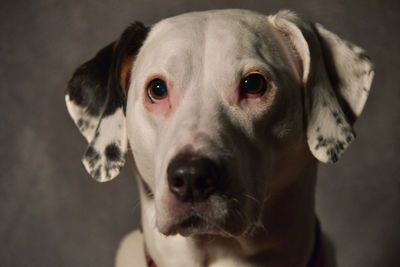 Close-up portrait of dog