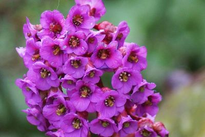 Close-up of pink flowers