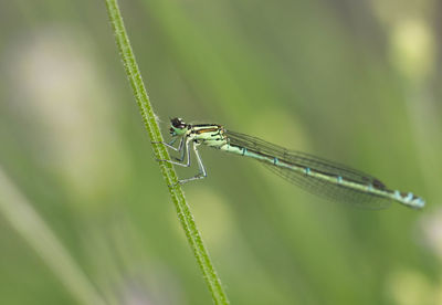 Close-up of caterpillar on leaf