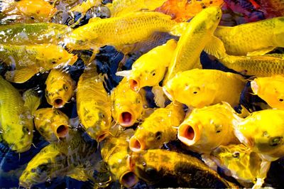 Close-up of yellow fish swimming in water