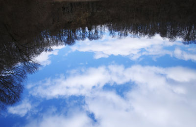 Low angle view of trees against blue sky