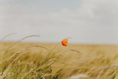 Close-up of wheat growing on field against sky