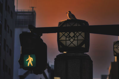 Silhouette bird perching on a light