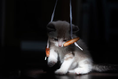 White little luminous kitten sadly looks longingly at a toy on a thread on a black background