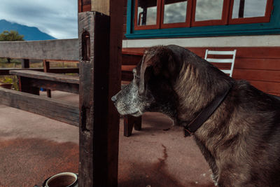 Close-up of dog against sky