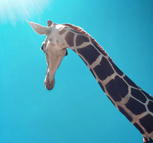 Low angle view of horse against blue sky