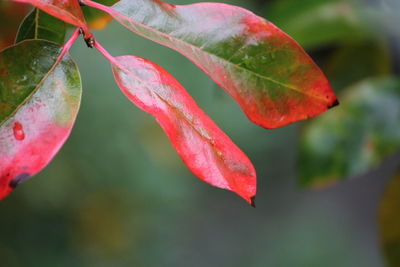 Close-up of red leaves on branch