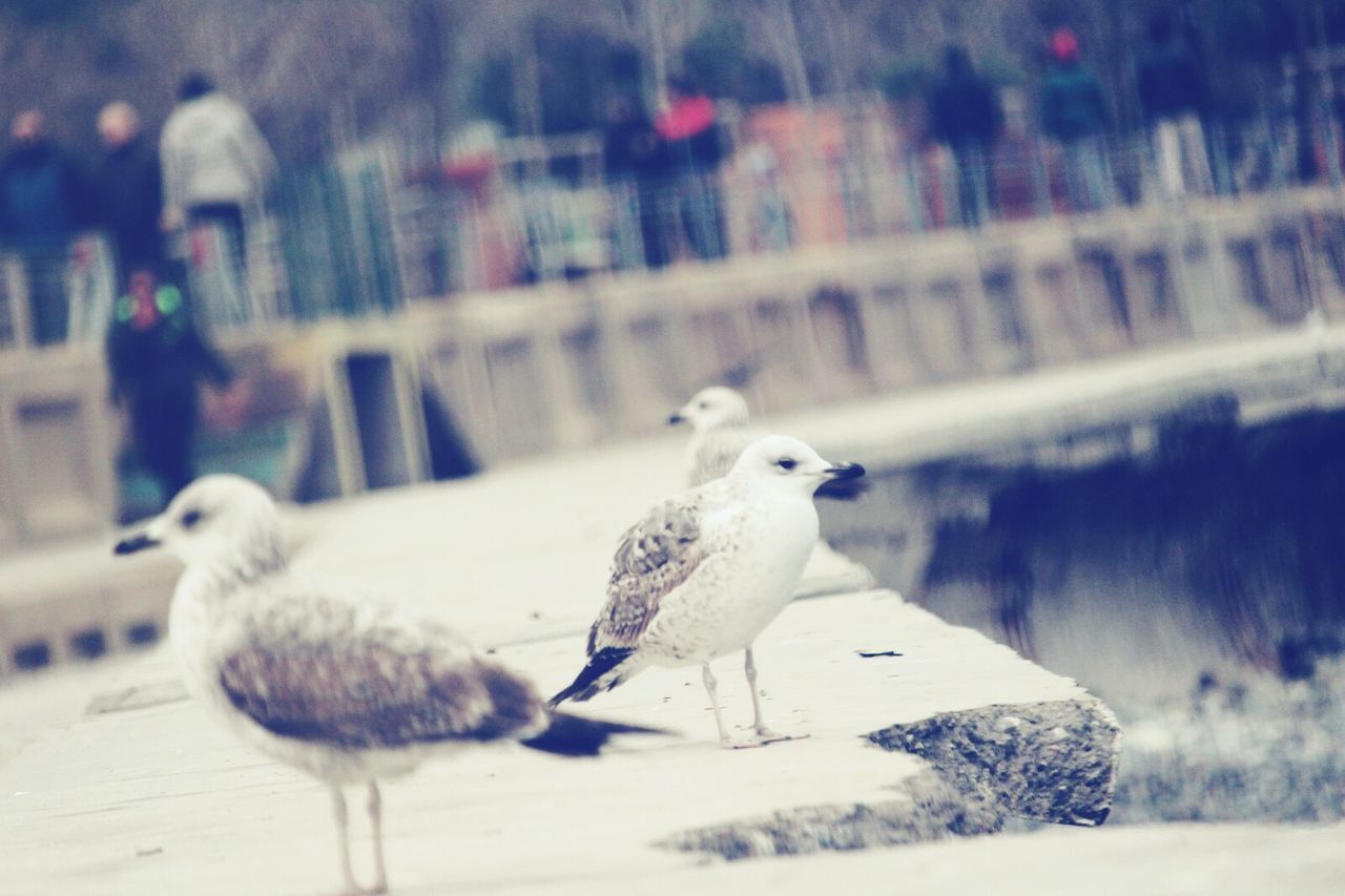 bird, animal themes, animals in the wild, focus on foreground, full length, day, nature, outdoors, close-up, cold temperature, no people, perching