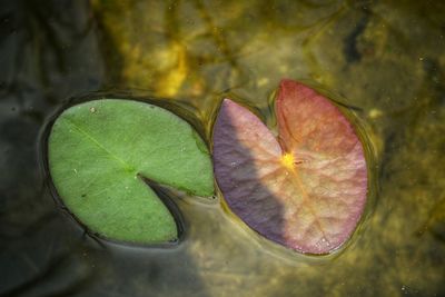 Close-up of water drops on leaves floating on lake