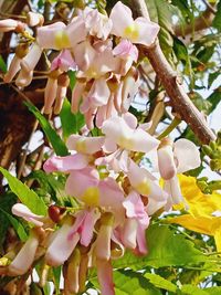 Close-up of pink flowering tree