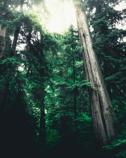 Low angle view of bamboo trees in forest