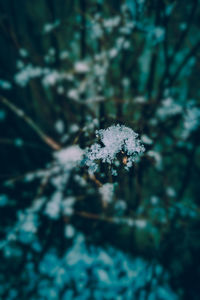 Close-up of frozen plant