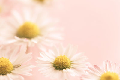 Close-up of pink daisy flowers