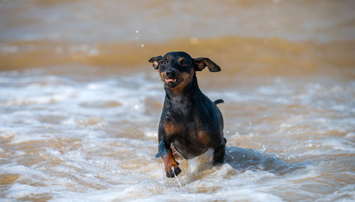 Dog running in water