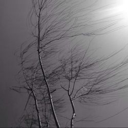 Bare trees against sky