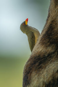 Yellow-billed oxpecker looking up on masai giraffe