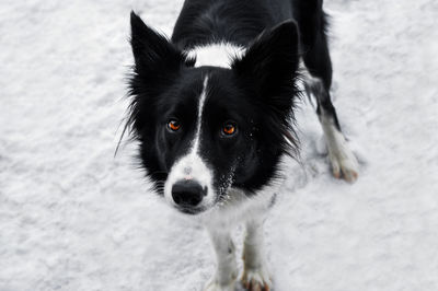 Portrait of black dog standing in snow