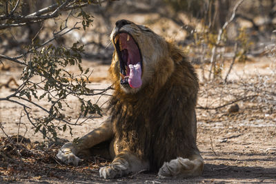 Lion yawning while resting in zoo