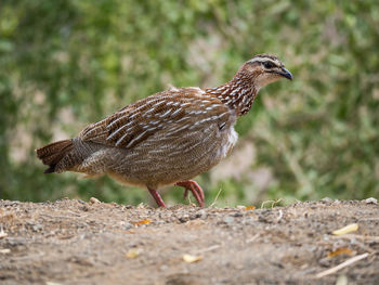 Close-up of francolin bird perching outdoors