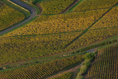 High angle view of agricultural field wine