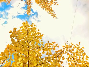 Low angle view of tree against sky