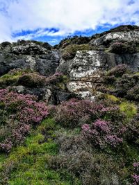 Flowers growing on rock against sky