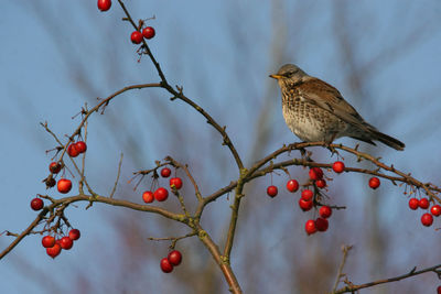 Close-up of bird perching on branch