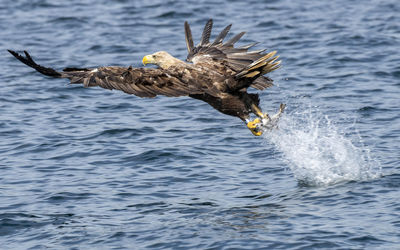 Close-up of seagull flying over sea