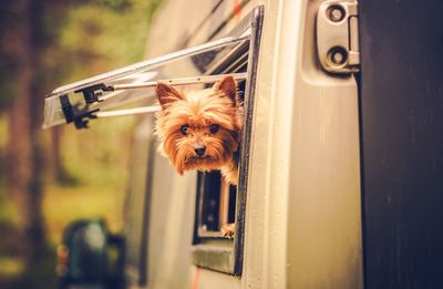 Close-up of dog looking through window