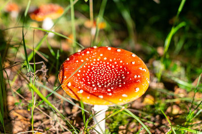 Close-up of fly agaric mushroom growing on field