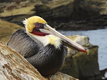 Close-up of pelican