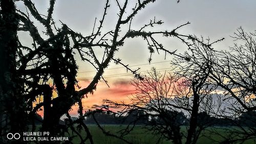 Low angle view of silhouette trees against sky during sunset