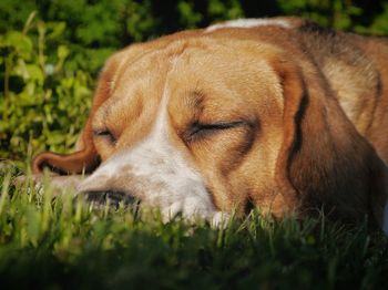 Close-up of dog sleeping on grass