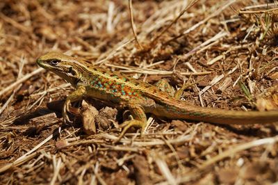 Close-up of a lizard on a land