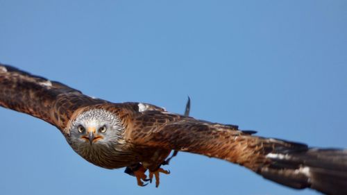 Low angle view of eagle flying against clear blue sky