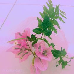 Close-up of pink flowering plant on table