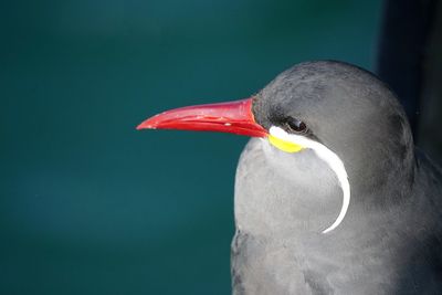 Close-up of bird