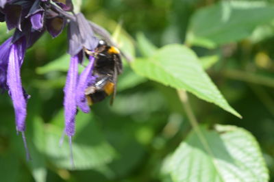 Close-up of bee pollinating on purple flower