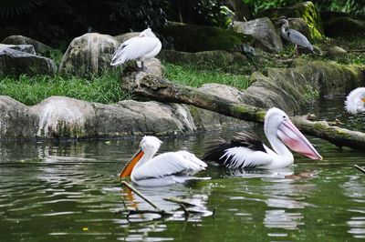 Swans swimming in water