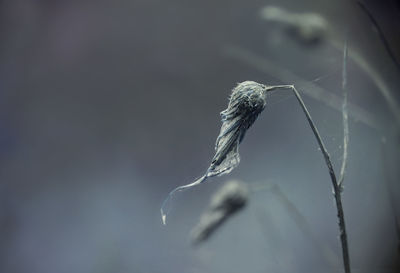 Close-up of plant against sky