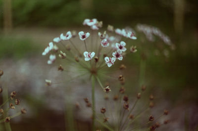 Close-up of white flowering plant