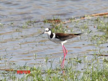 Close-up of bird in lake