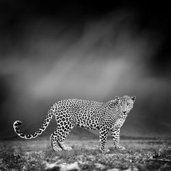 Dramatic black and white image of a leopard on black background